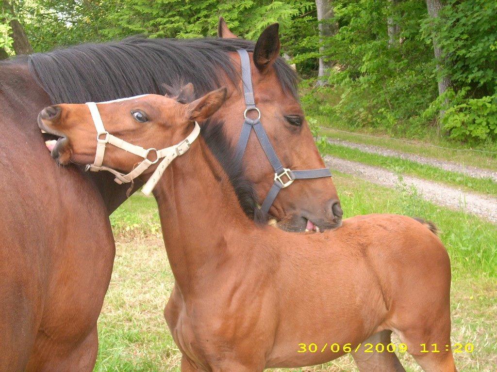 Trakehner tiffany - inden jeg købte hende billede 6