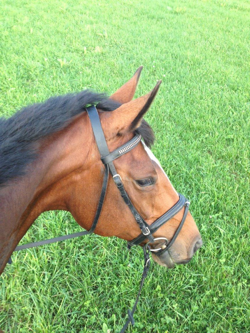 Trakehner tiffany - sommer 2013 billede 7