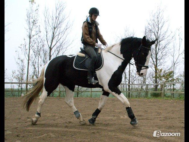 Pinto Neubrans Giant Gangster (lånehest) billede 1