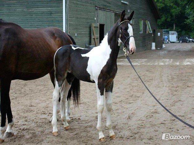 Pinto Neubrans Giant Gangster (lånehest) billede 10