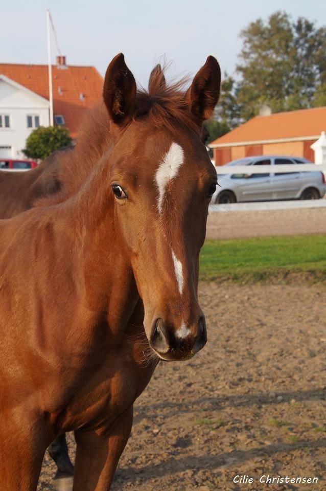 Anden særlig race Bota's Cellest billede 9