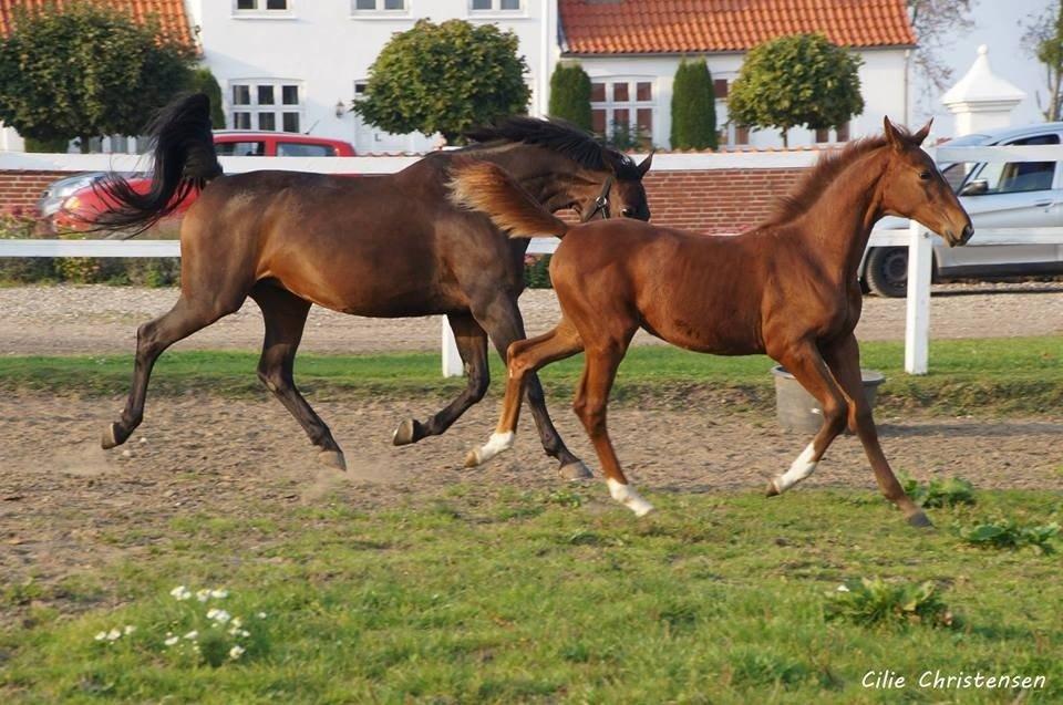 Anden særlig race Bota's Cellest billede 11