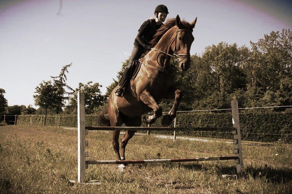 Dansk Varmblod Capella S billede 13