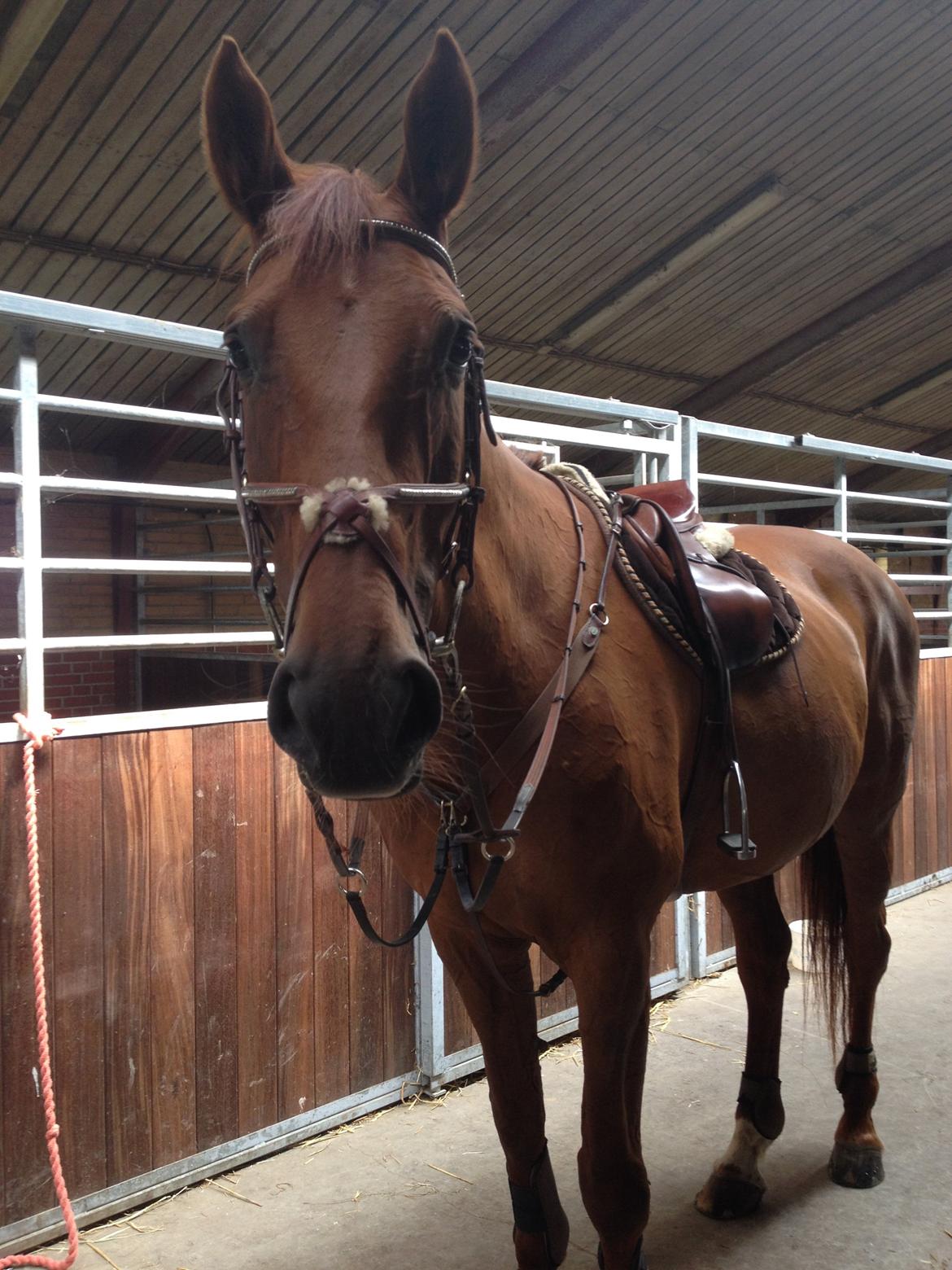 Dansk Varmblod Capella S billede 14