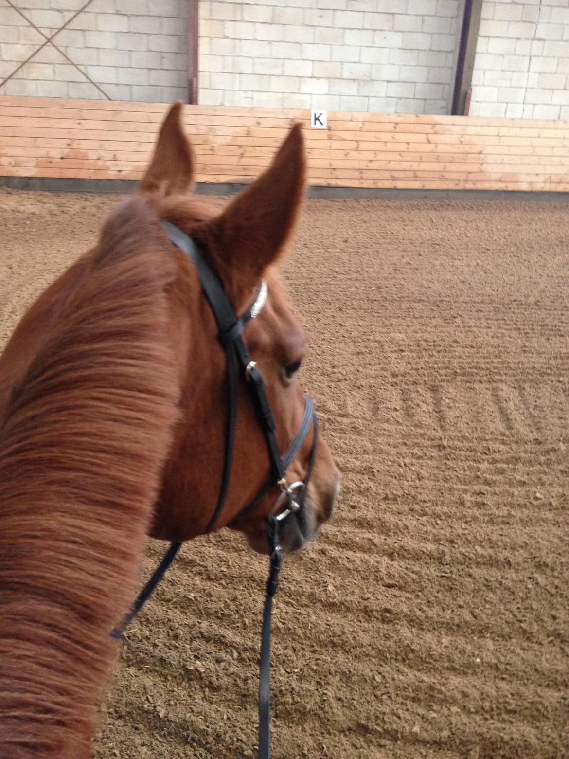 Dansk Varmblod Capella S billede 15