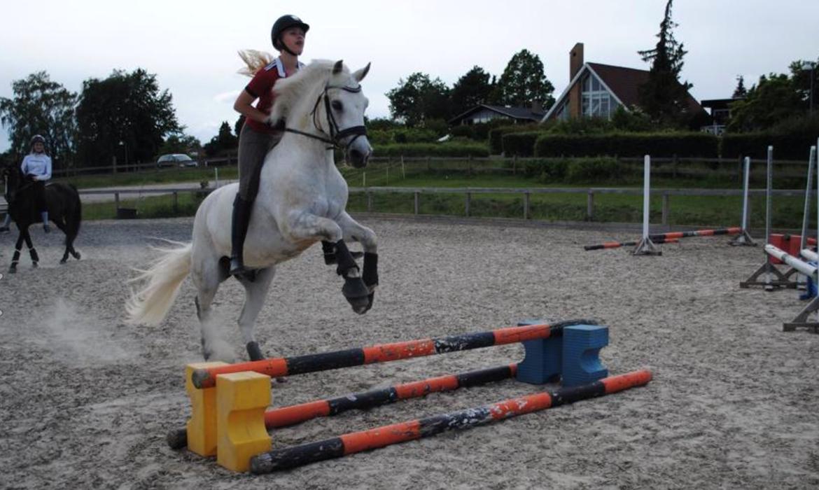 Connemara Maskenkols Calimero - 9) hoop billede 9