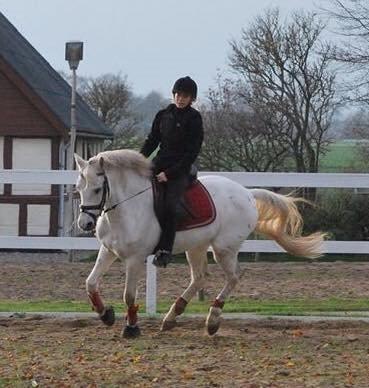 Knabstrupper Kabi <3 {SOLGT} - 02-11-14 billede 13