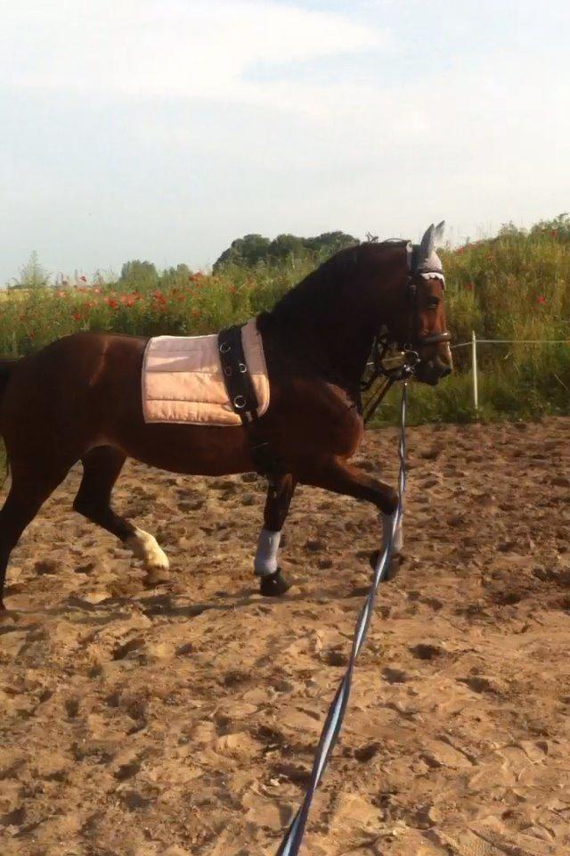 Welsh Cob (sec D) Llanwnen Sparkle billede 19