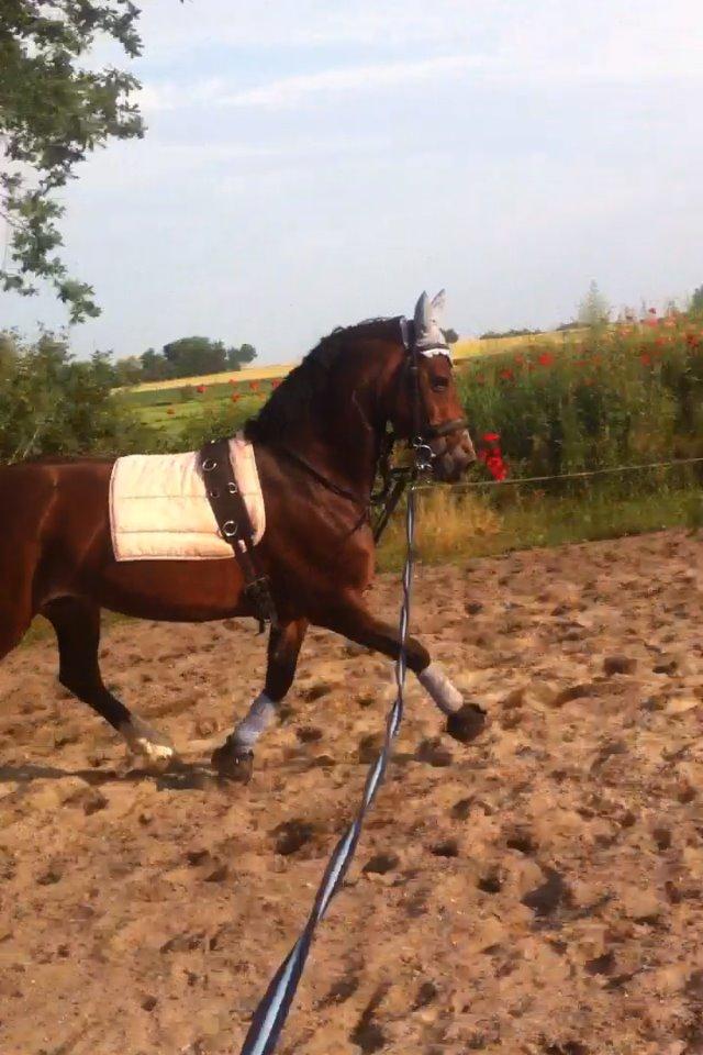 Welsh Cob (sec D) Llanwnen Sparkle billede 20