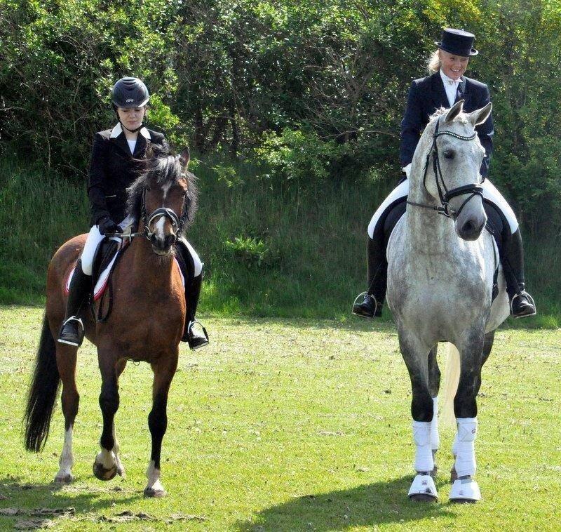 Welsh Cob (sec D) Muskas billede 10