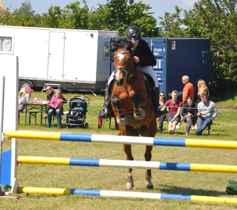 Welsh Cob (sec D) Muskas billede 11