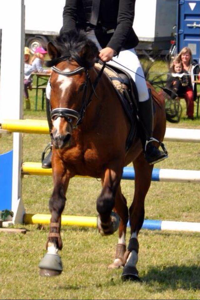 Welsh Cob (sec D) Muskas billede 13