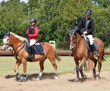 Welsh Cob (sec D) Muskas billede 18