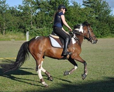 Pinto Secret Princess billede 19