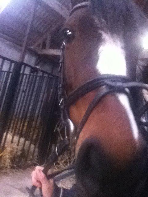 Pinto Secret Princess billede 20