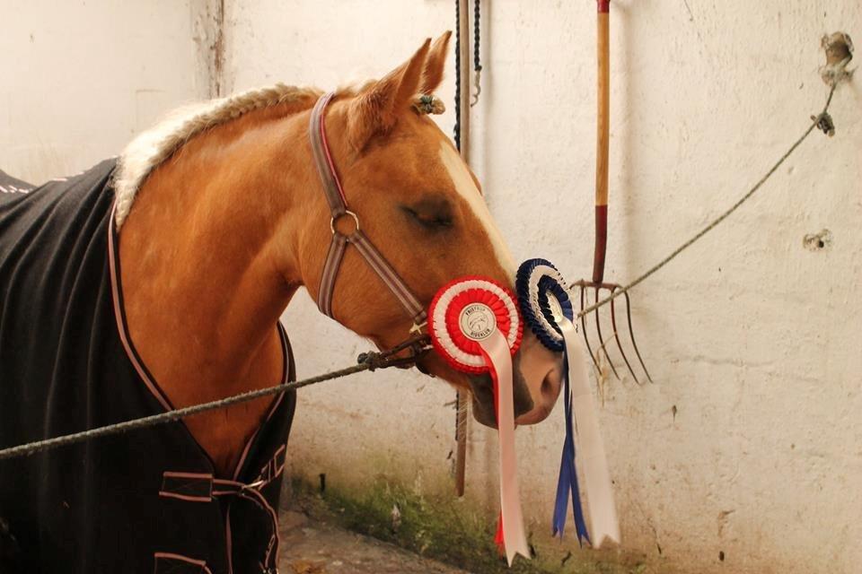 Palomino Grønvangs Golden Miss Gucci  - stævne i fristrup billede 1