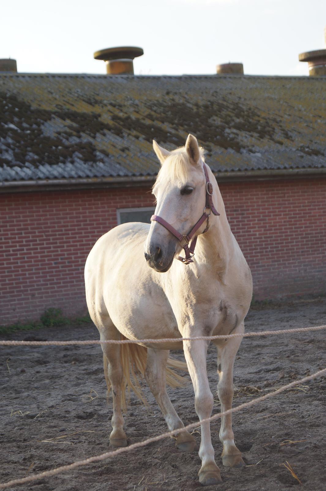 Anden særlig race Lotte - Skøn pony. <3  billede 12