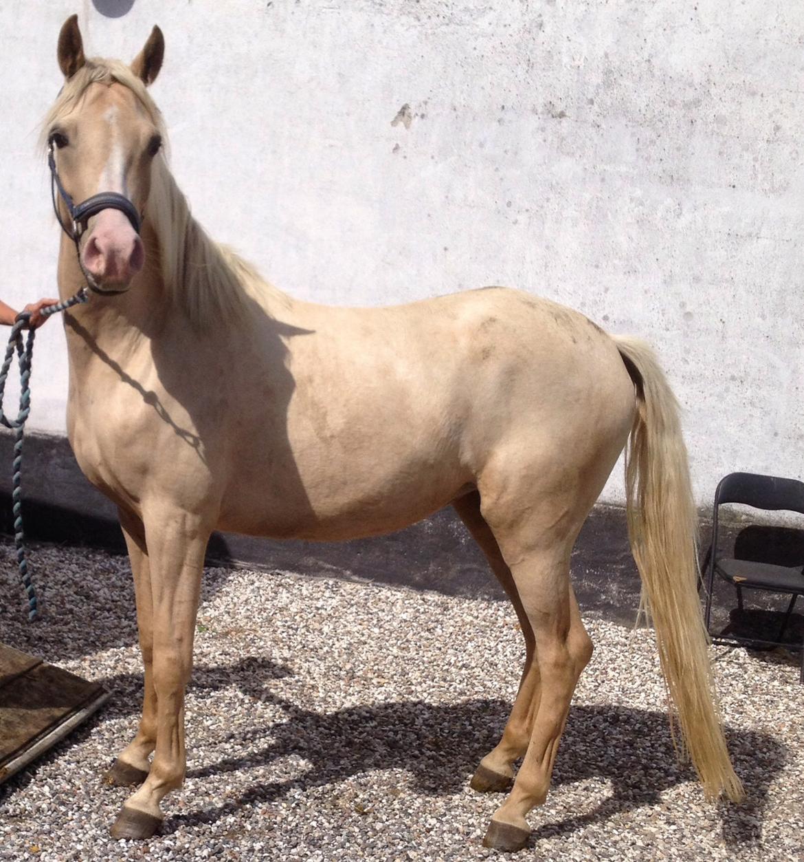 Palomino Obbekjærs Cover Girl billede 1