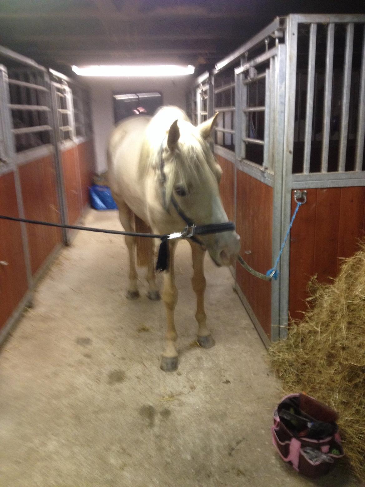 Palomino Obbekjærs Cover Girl billede 2