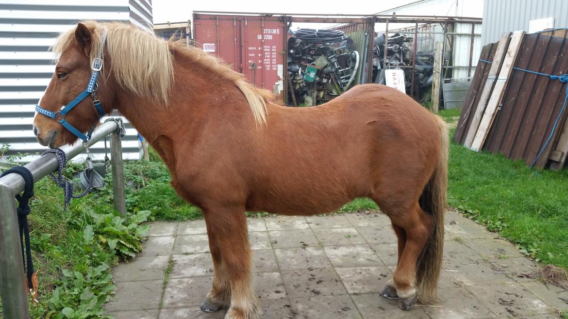 Islænder Örn billede 3