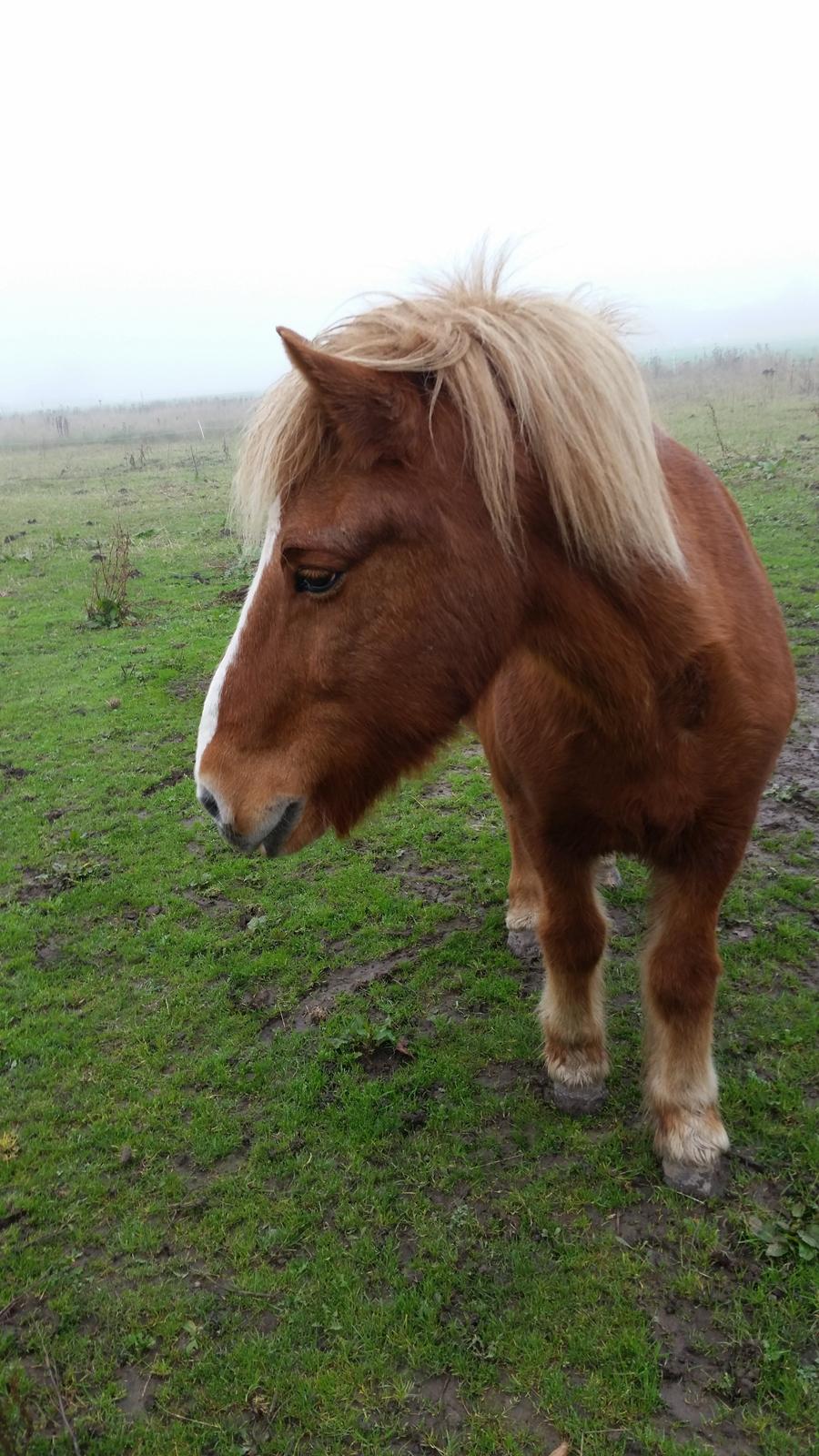 Islænder Örn billede 9