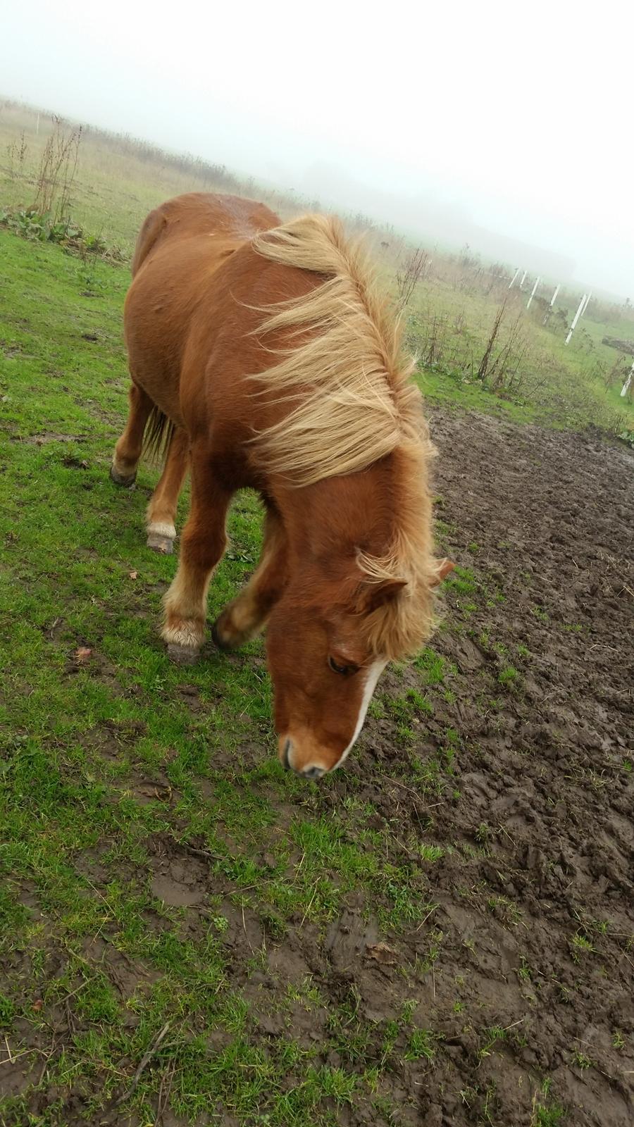 Islænder Örn billede 11