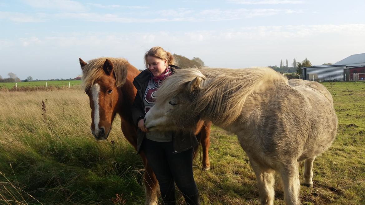 Islænder Örn billede 18
