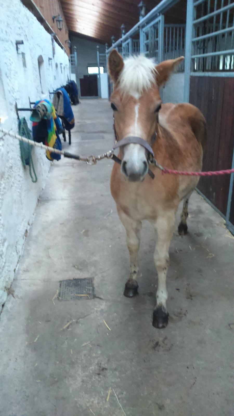 Haflinger Sweet Chili Søvej billede 15
