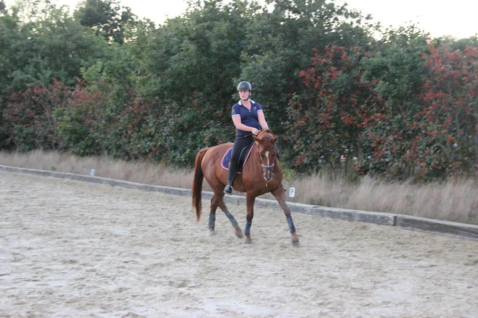 Dansk Varmblod Askemosens Marsia - Tronsø Skolen 14/15 <3 billede 19