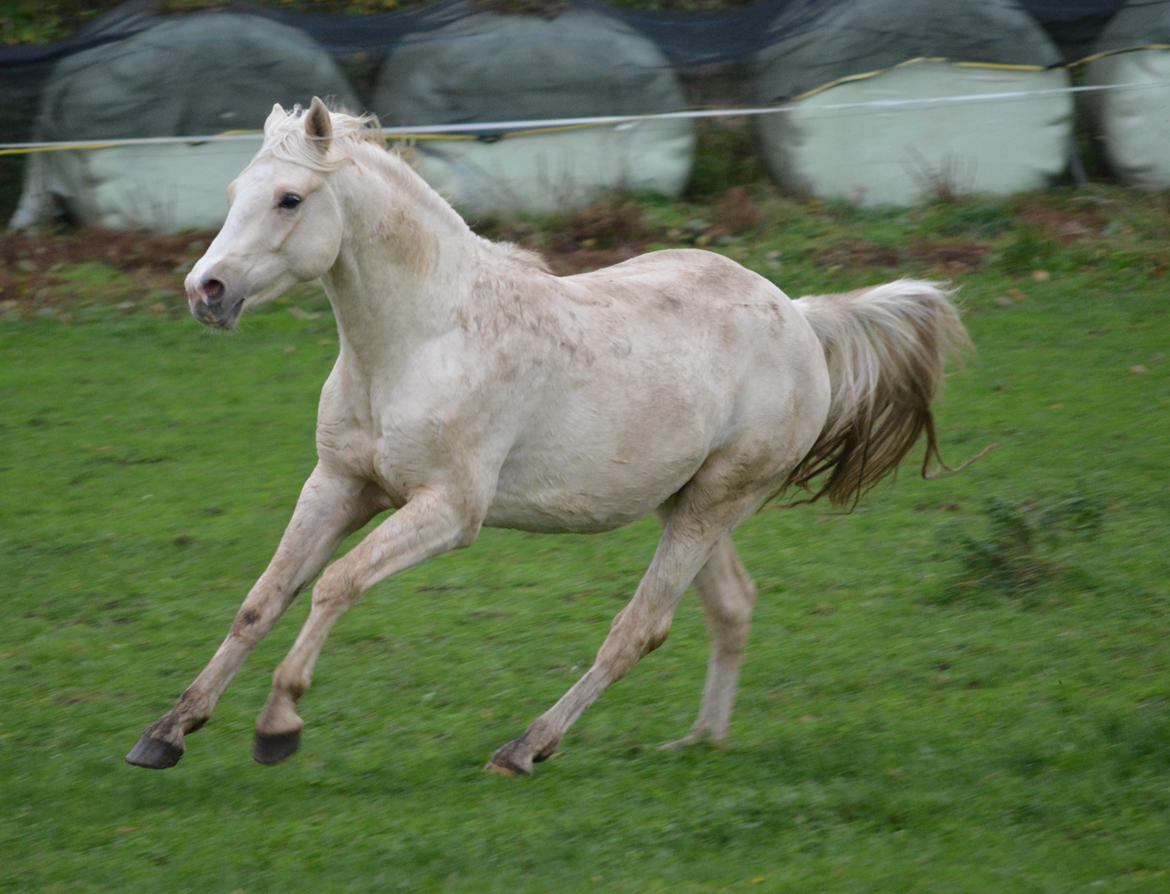 DSP Lykkebo Concordio billede 18