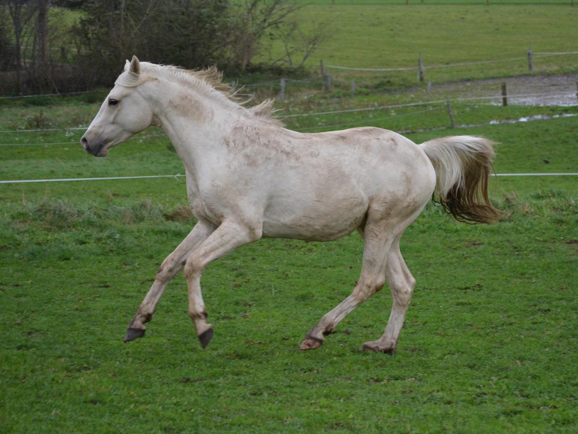 DSP Lykkebo Concordio billede 19