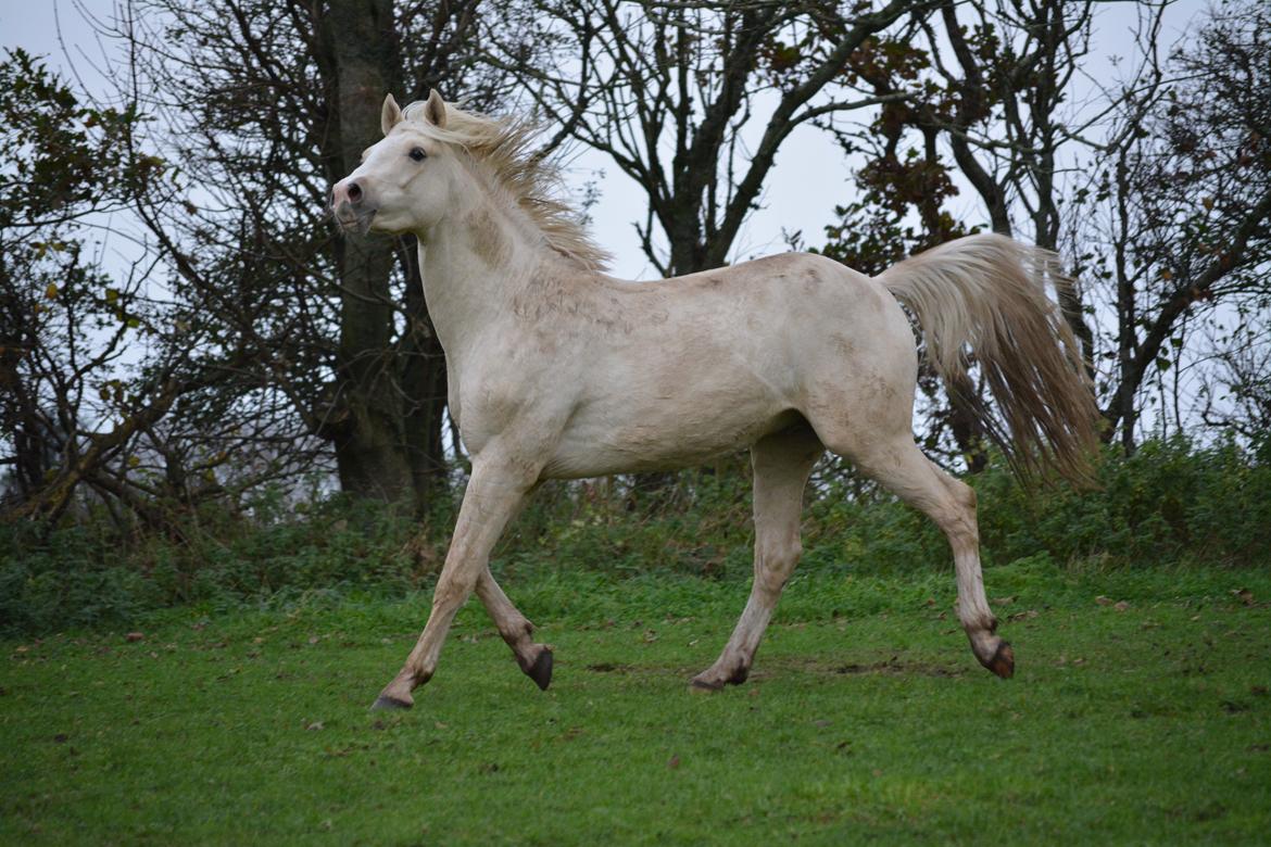 DSP Lykkebo Concordio billede 20