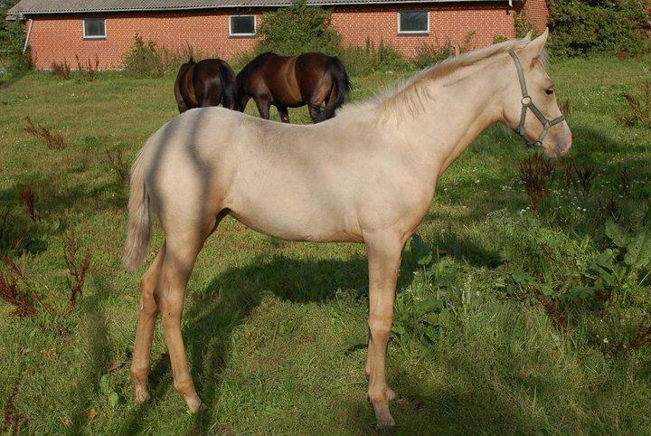 Palomino Obbekjærs Cover Girl - som føl billede 3