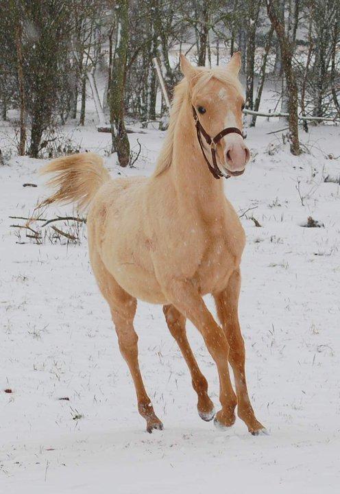 Palomino Obbekjærs Cover Girl billede 5