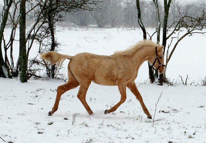 Palomino Obbekjærs Cover Girl billede 6