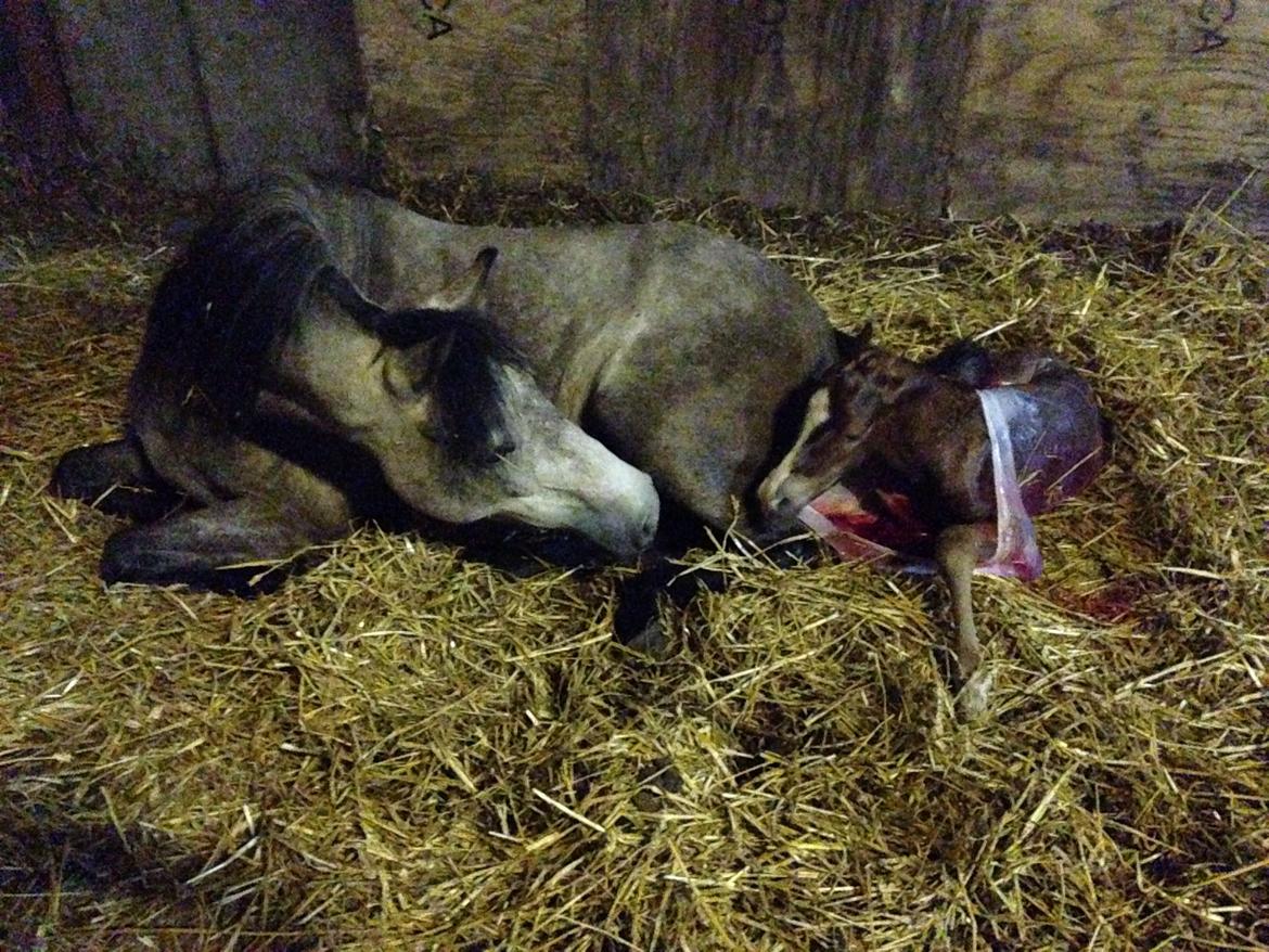 Anden særlig race Rahmann el Baasim (tidl. hest) billede 2