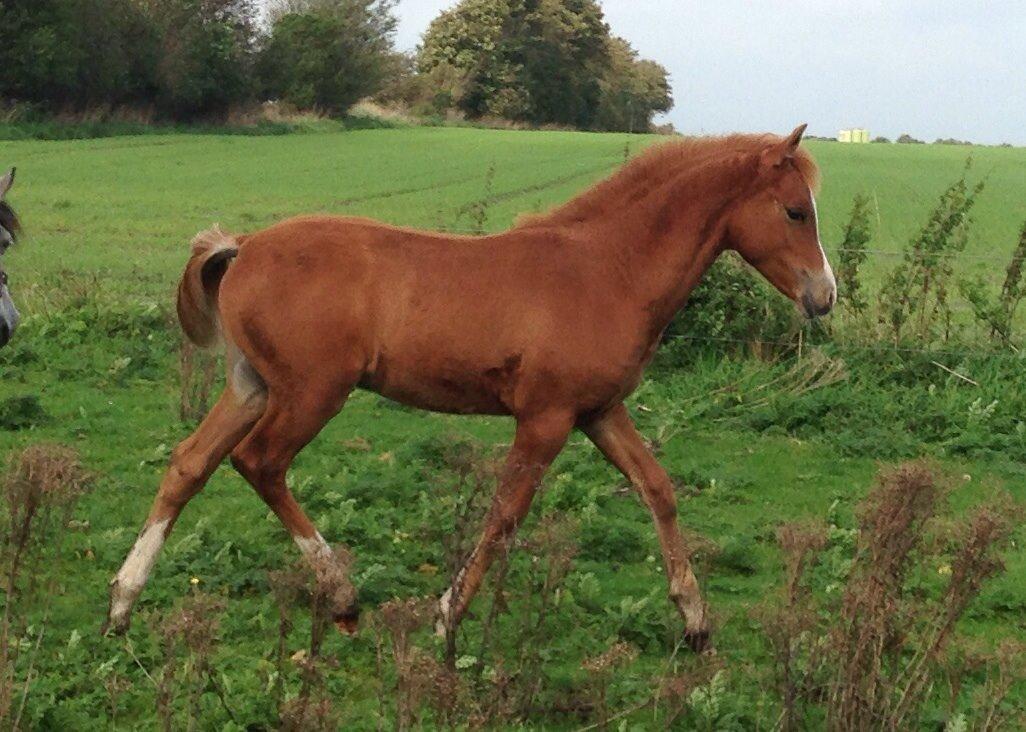 Anden særlig race Rahmann el Baasim (tidl. hest) billede 9
