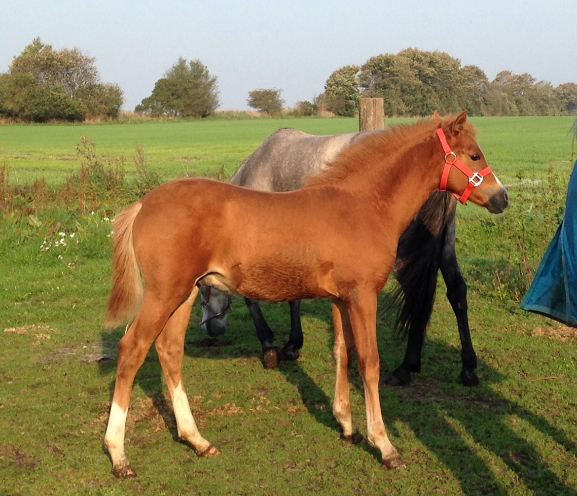 Anden særlig race Rahmann el Baasim (tidl. hest) billede 10