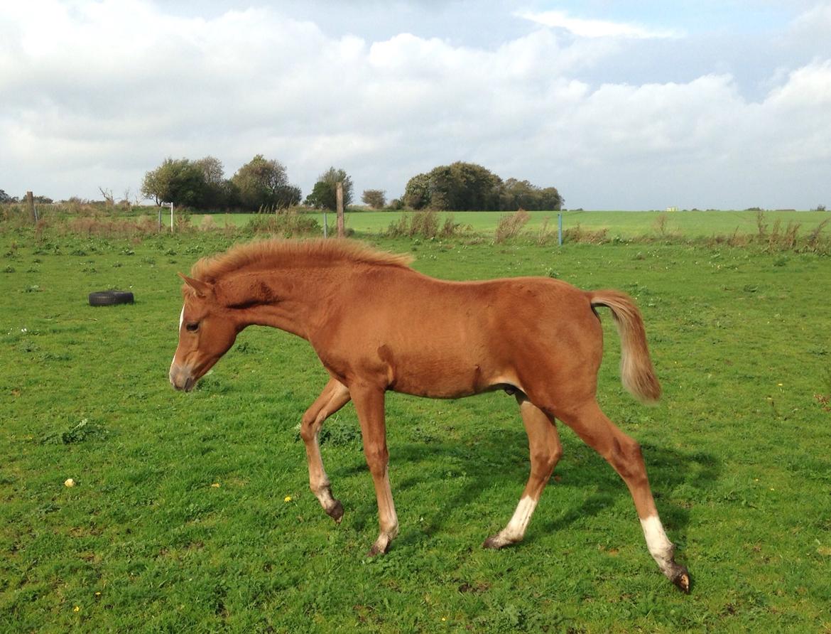Anden særlig race Rahmann el Baasim (tidl. hest) billede 11