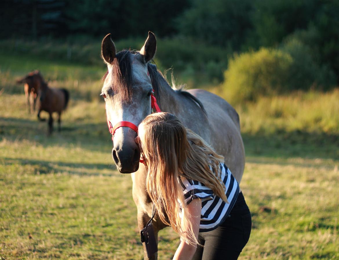 Arabisk fuldblod (OX) Zilke billede 3