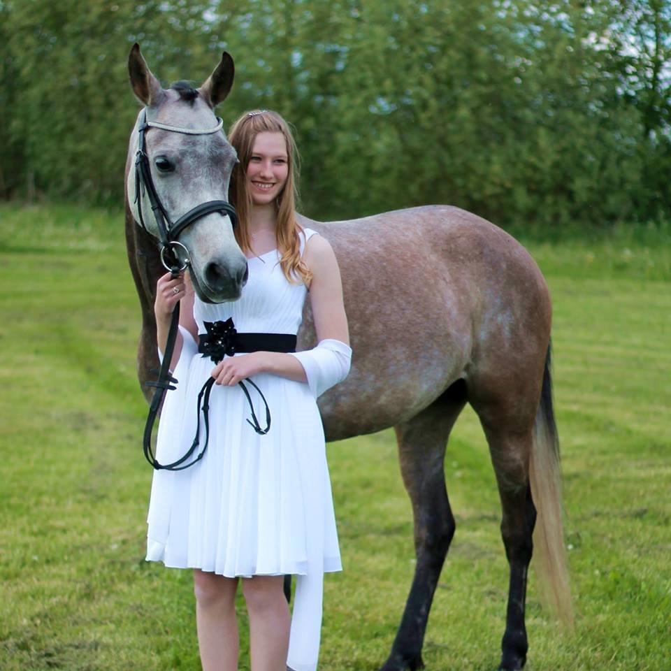 Arabisk fuldblod (OX) Zilke billede 4