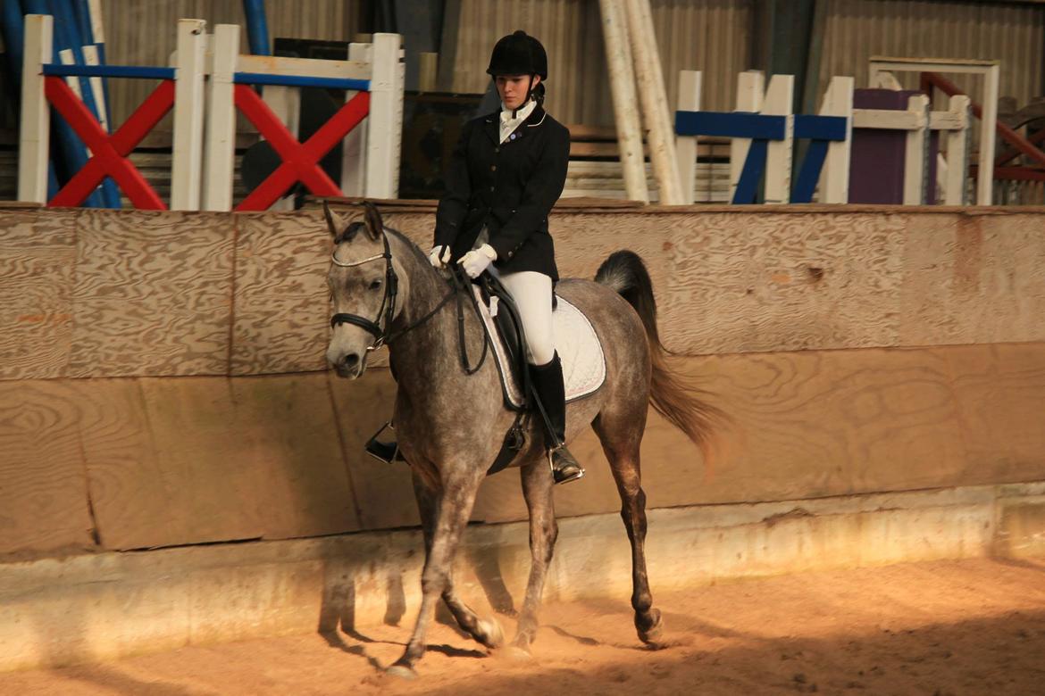 Arabisk fuldblod (OX) Zilke billede 14
