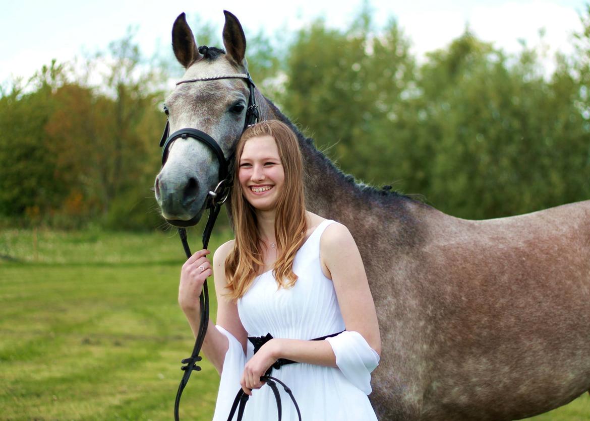 Arabisk fuldblod (OX) Zilke billede 12
