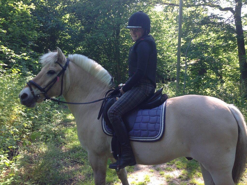 Fjordhest Tronto billede 3