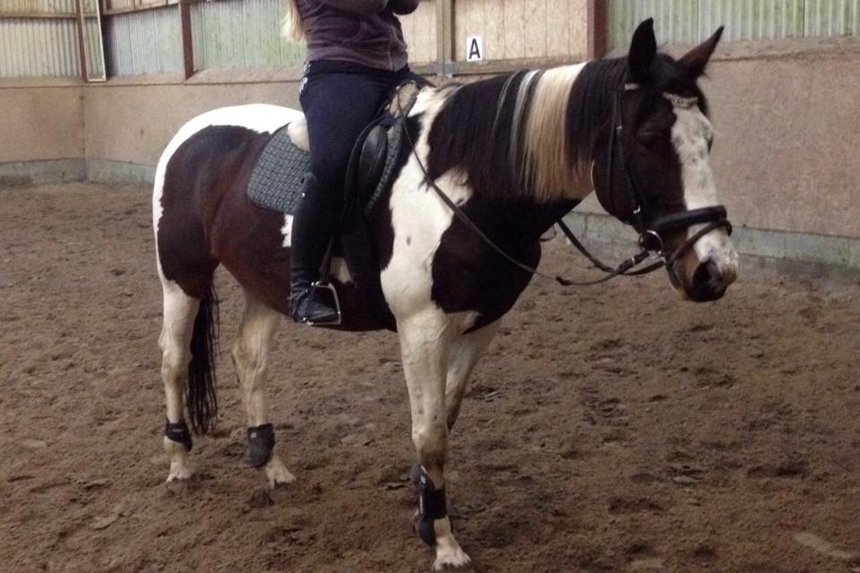 Pinto PePitto - Petti<3 - Da jeg var over at prøve ham..<3 billede 6