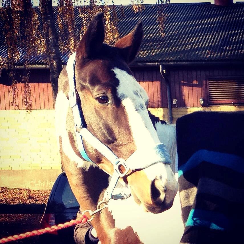 Pinto PePitto - Petti<3 - Beauty!<3 billede 9