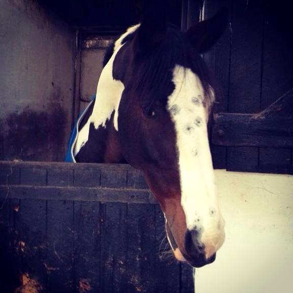 Pinto PePitto - Petti<3 - Petti i boksen!!(: billede 10