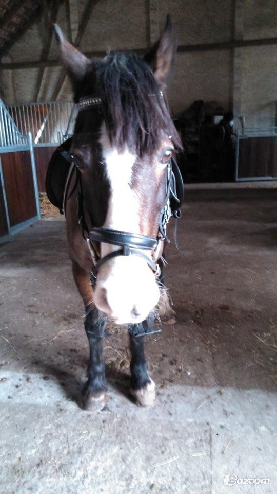 Welsh Cob (sec D) Valhallas Minnie Survivoer (tidligere lånehest) billede 9