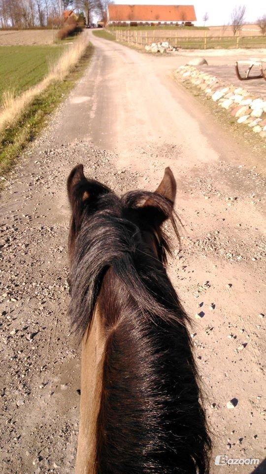 Welsh Cob (sec D) Valhallas Minnie Survivoer (tidligere lånehest) - En af de første forårs dage... Tak fordi i kiggede forbi undskyld den dårlige kvalitet på nogen af billederne billede 18