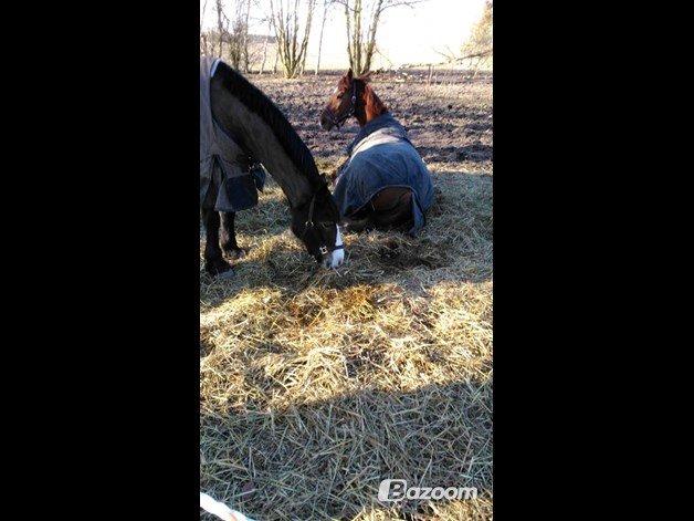 Welsh Cob (sec D) Valhallas Minnie Survivoer (tidligere lånehest) - Minnie æder Nelson sover billede 5